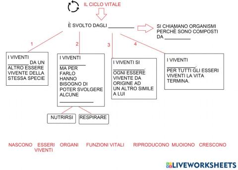 Il ciclo vitale