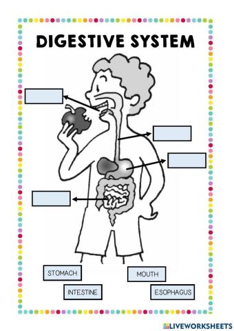 Digestive system