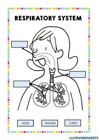 Respiratory system