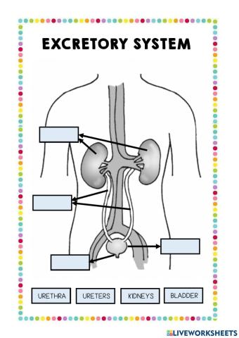 Excretory system