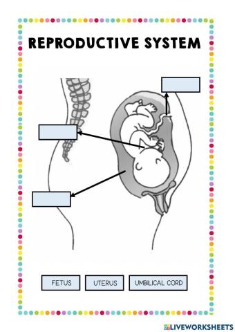 Reproductive system