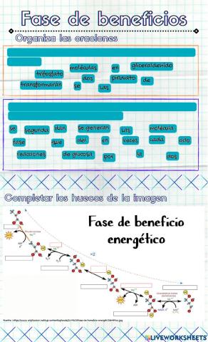 Fase de beneficio de la glucolisis