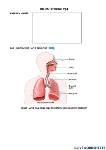 Hô hấp ở động vật