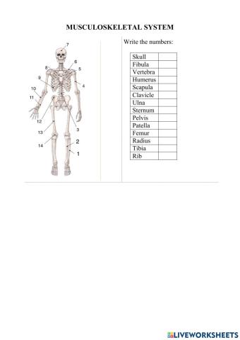 Musculoskeletal System