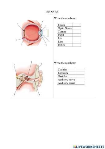 Sense Organs