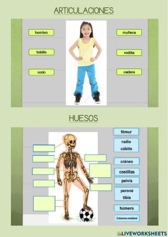 ESQUEMA CORPORAL - ARTICULACIONES-HUESOS-MÚSCULOS