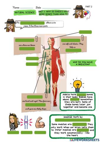 Unit 1: Why do babies have more bones than adults?