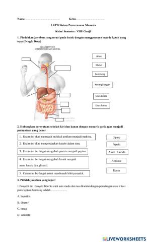 Sistem Pencernaan Manusia