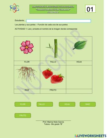 La planta y sus partes - Función de cada parte