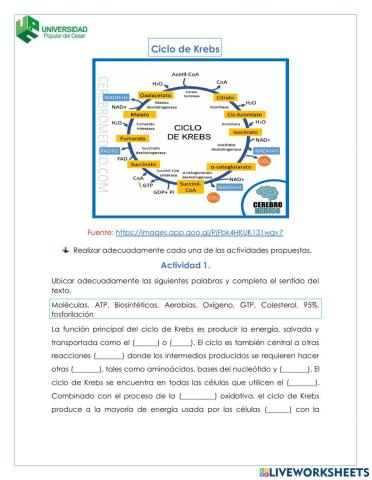 Actividad ciclo de krebs