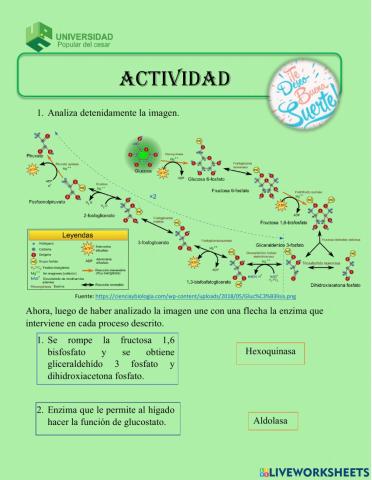 Actividade glucólisis