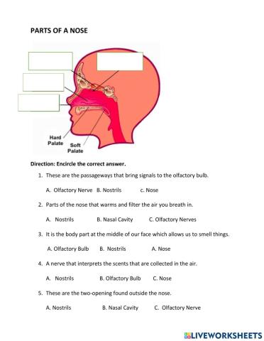 Parts of a Nose