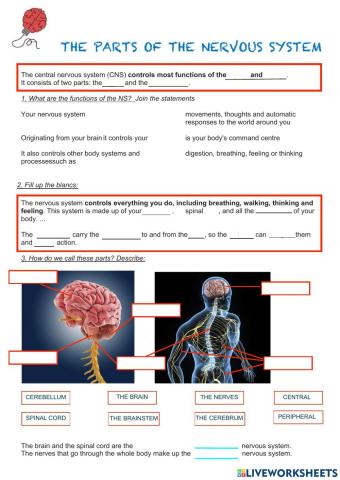 The Nervous system