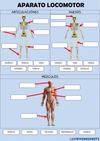 Aparato locomotor