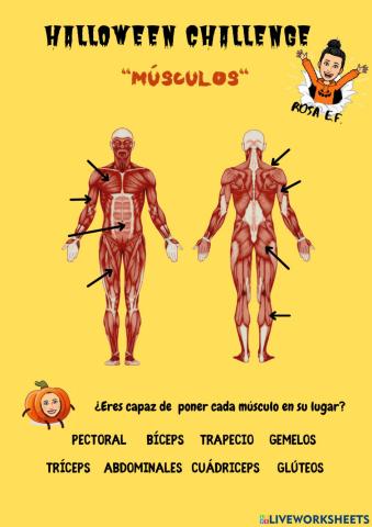 Los Músculos del cuerpo humano