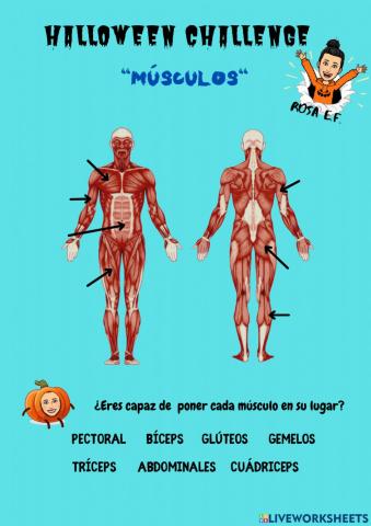 Los Músculos del cuerpo humano