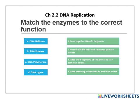 DNA Replication