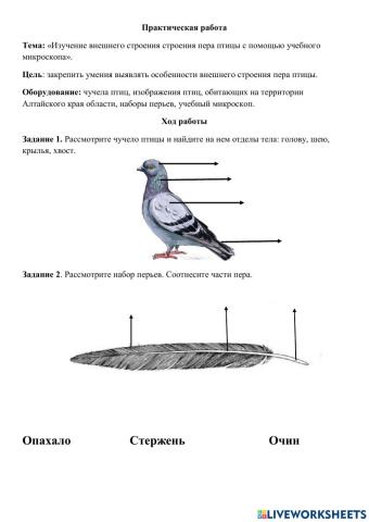 Микроскоп