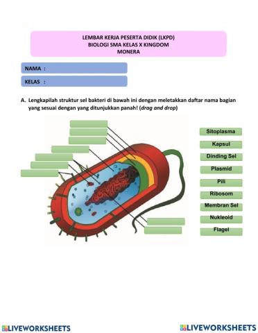 LPKD Bakteri 2