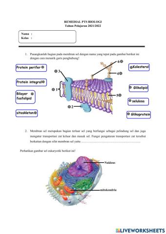 SOAL UTS SEL dan BIOPROSES