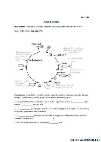 Ciclo de Krebs