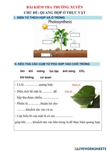 Ôn tập chủ đề Quang hợp