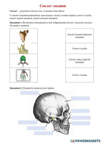 Скелет людини