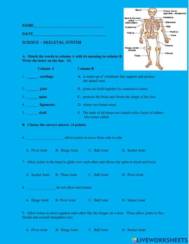 Skeletal System