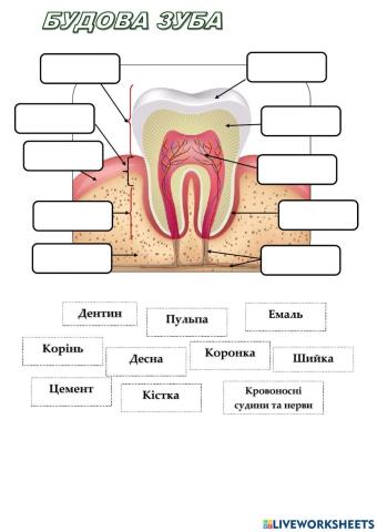 Будова зуба