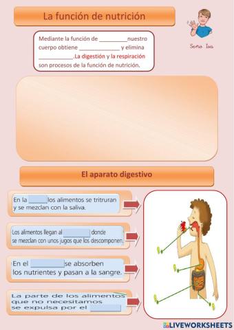 La función de nutrición