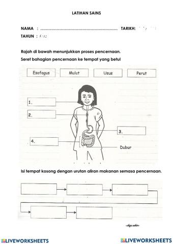 Proses Pencernaan Tahun 3