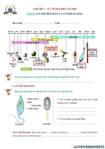 SH6-Cơ thể đơn bào và cơ thể đa bào