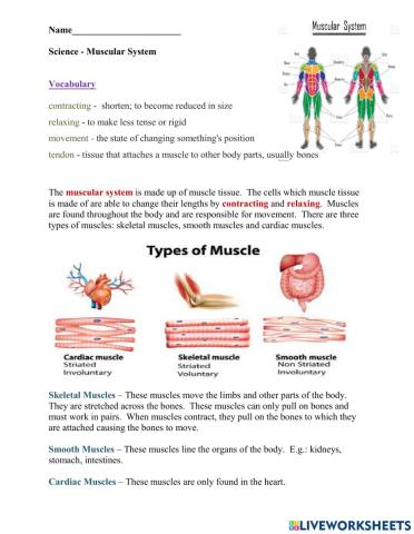 Muscular System