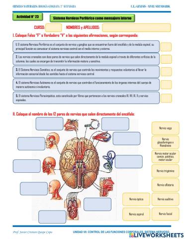 23. Sistema Nervioso Periférico