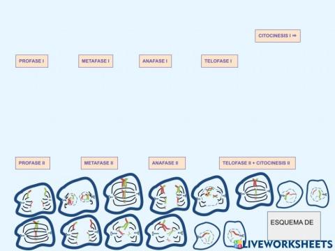 MEIOSIS