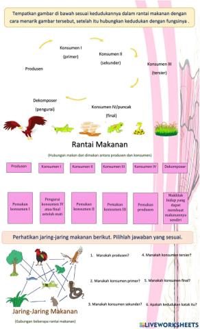 Rantai Makanan dan Jaring-Jaring Makanan