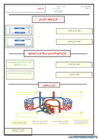 عمليات الحياة في الإنسان والحيوان -الدوران