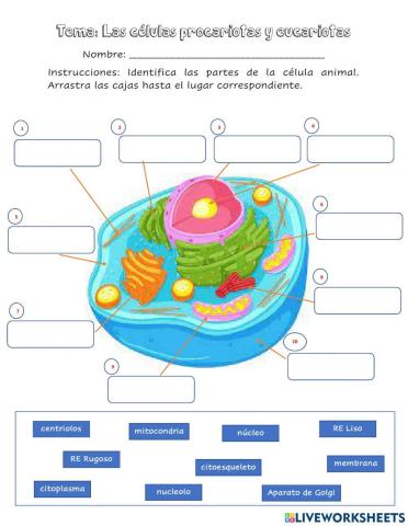 Las partes de la célula eucariota