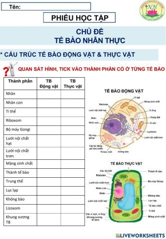 Sinh 10 TẾ BÀO NHÂN THỰC