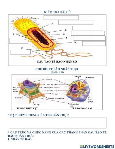 CHỦ ĐỀ TẾ BÀO NHÂN THỰC (b8,9,10) SINH 10