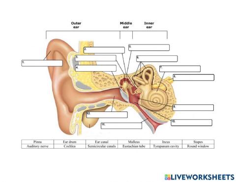 Human ear