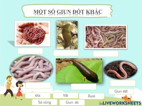 Một số giun đốt khác