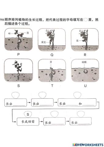 植物的成长过程