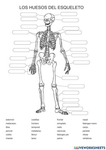Los huesos del esqueleto