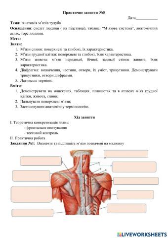 Анатомія м'язів тулуба