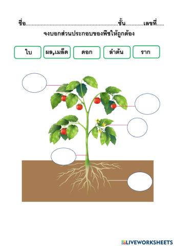 ใบงานที่ 3 เรื่องส่วนประกอบของพืช