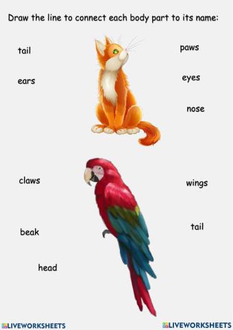 Body Parts of Animals