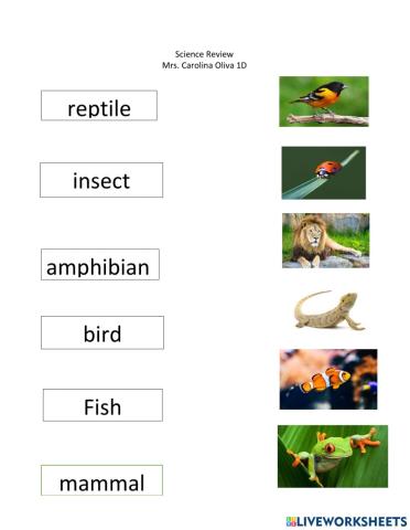 Animal groups