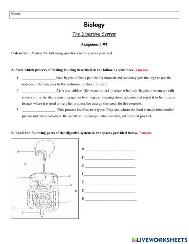 Digestion Review Assignment