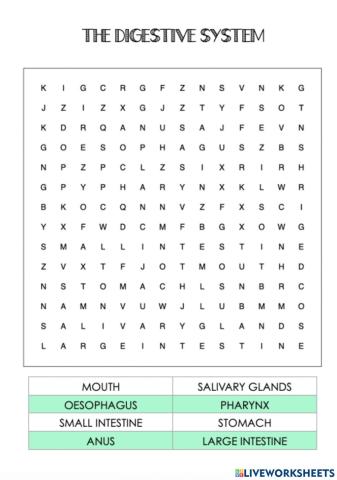 Digestive System wordsearch